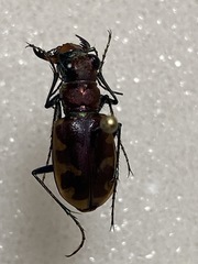 Cicindela formosa formosa