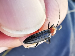 Stenosphenus dolosus