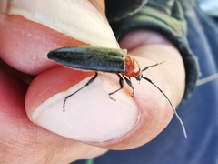 Stenosphenus dolosus