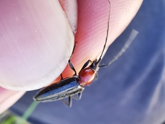 Stenosphenus dolosus