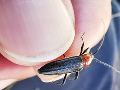 Stenosphenus dolosus