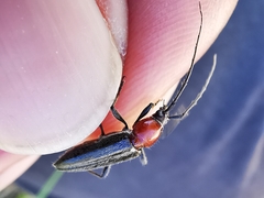 Stenosphenus dolosus