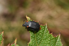 Oxelytrum biguttatum