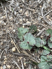 Sidalcea calycosa rhizomata