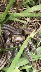 Aphonopelma seemanni