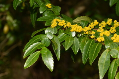 Azara lanceolata