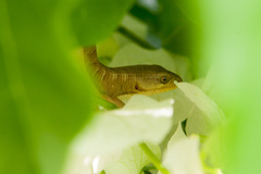 Elgaria multicarinata