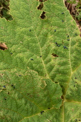 Alticina