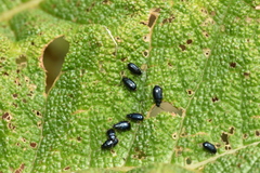 Alticina