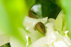 Elgaria multicarinata