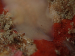 Leptoplanoidea