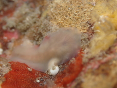 Leptoplanoidea