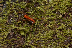 Chenoderus testaceus