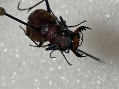 Cicindela formosa formosa