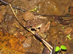 Limnonectes microdiscus