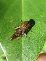 Aphrophora intermedia
