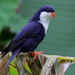 Blue Lorikeet - Photo (c) Joseph Brider, some rights reserved (CC BY-NC-ND), uploaded by Joseph Brider