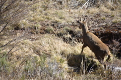 Hippocamelus bisulcus