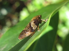 Aphrophora intermedia