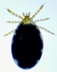 Ixodes marxi