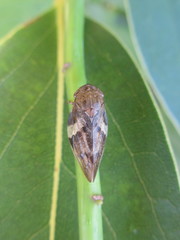 Aphrophora intermedia