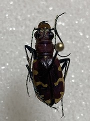 Cicindela formosa formosa