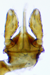 Ixodes marxi