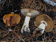 Phlegmacium variosimile