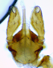 Ixodes marxi