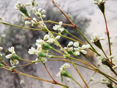Eriogonum tenellum