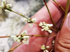 Eriogonum tenellum