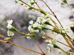 Eriogonum tenellum