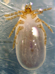 Ixodes marxi
