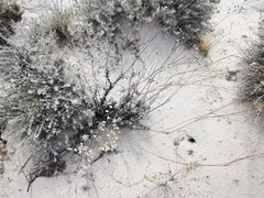 Eriogonum tenellum