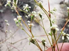 Eriogonum tenellum