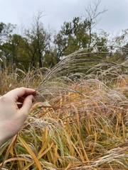 Miscanthus sacchariflorus