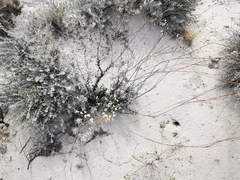 Eriogonum tenellum