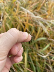 Miscanthus sacchariflorus