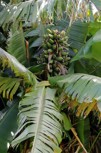Musa troglodytarum observed 2021-10-17