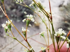 Eriogonum tenellum
