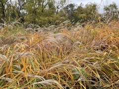 Miscanthus sacchariflorus