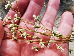 Eriogonum tenellum