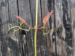 Bignonieae