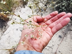 Eriogonum tenellum
