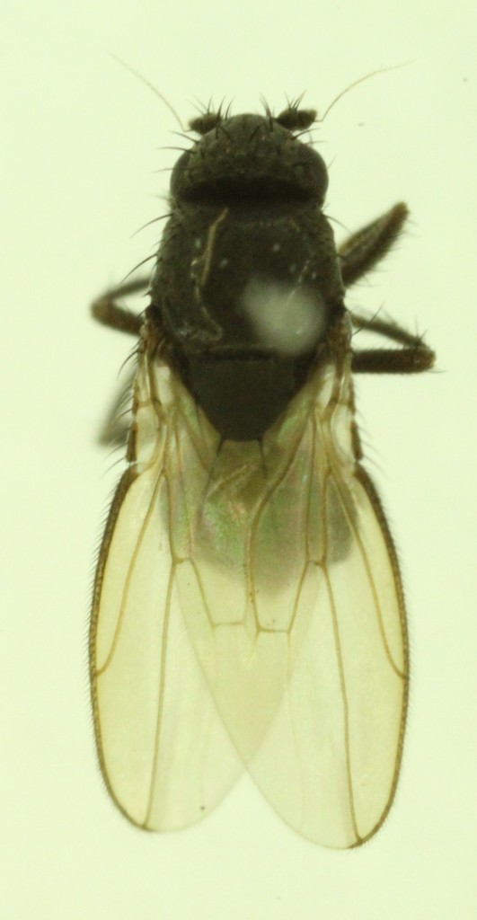 Thoracochaeta