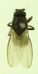 Thoracochaeta seticosta