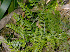Asplenium dimorphum