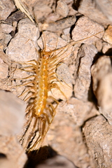 Scutigera linceci