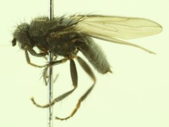 Thoracochaeta seticosta