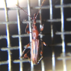 Stereobates pedator